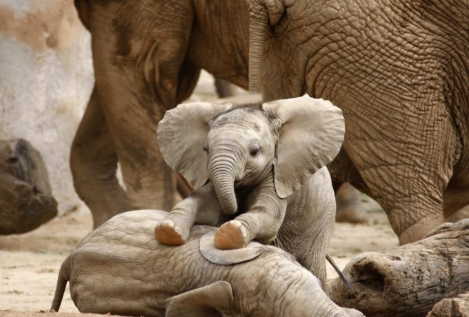 Elephants Up Close St 1 Jpg Sd Highx 8948 1582193220