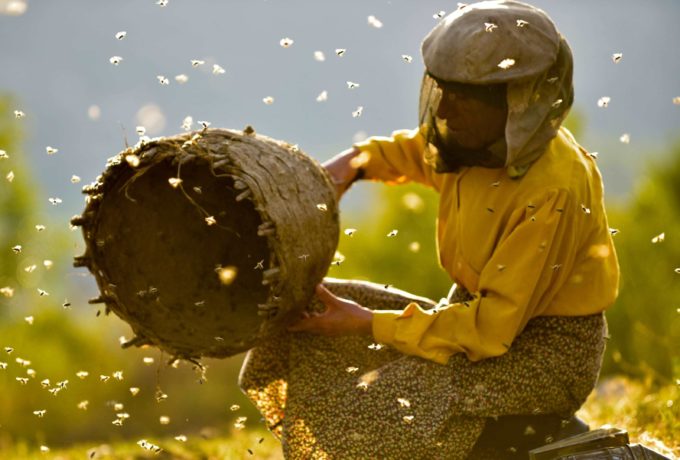 Honeyland 7670 1571824797