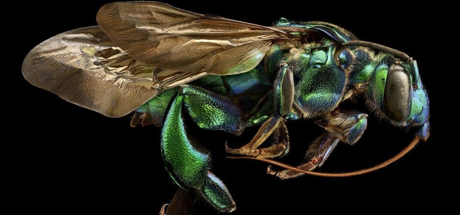 Orchid Cuckoo Bee Side View 181218 150824 4678 1545142104